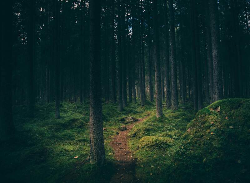 Cover image for From a lost day in the woods