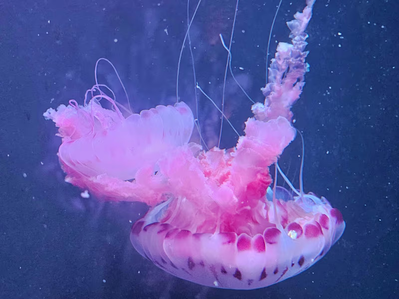 Cover image for Website development 