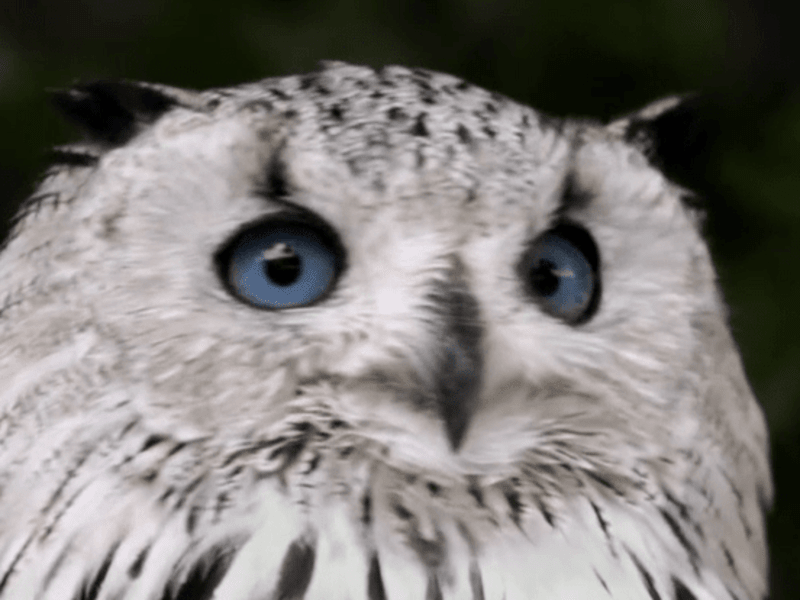 Cover image for Owl Eye - Color Correction - YouTube