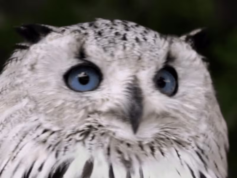 Cover image for Owl Eye - Color Correction - YouTube
