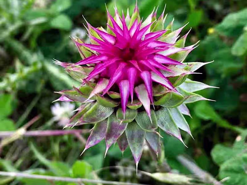 Cover image for What Is Musk Thistle?
