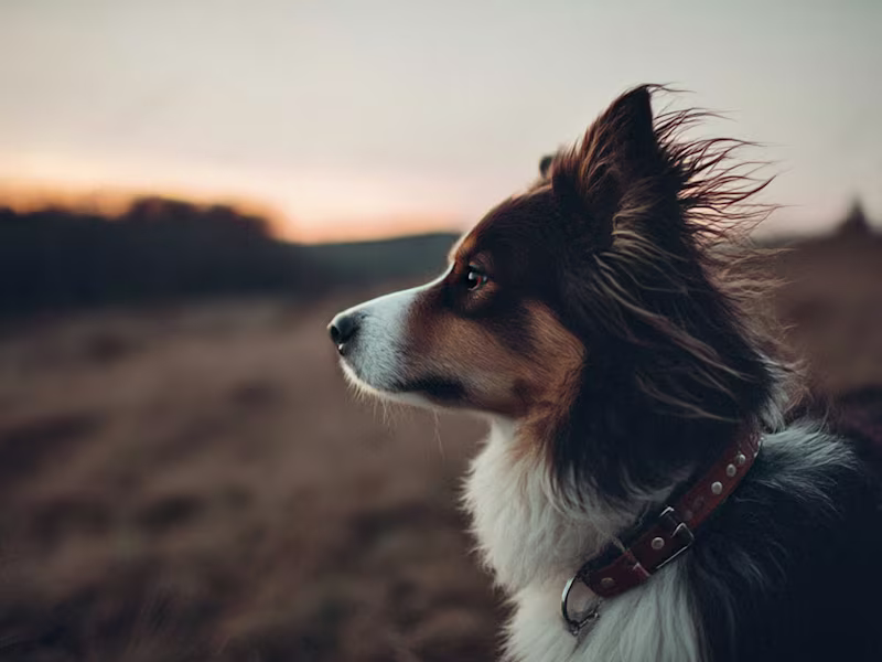 Cover image for Curated image dataset for Midjourney training