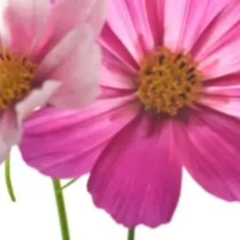 Cover image for iBuyFlowers.com Wholesale Florist on Instagram: “Spring means m…