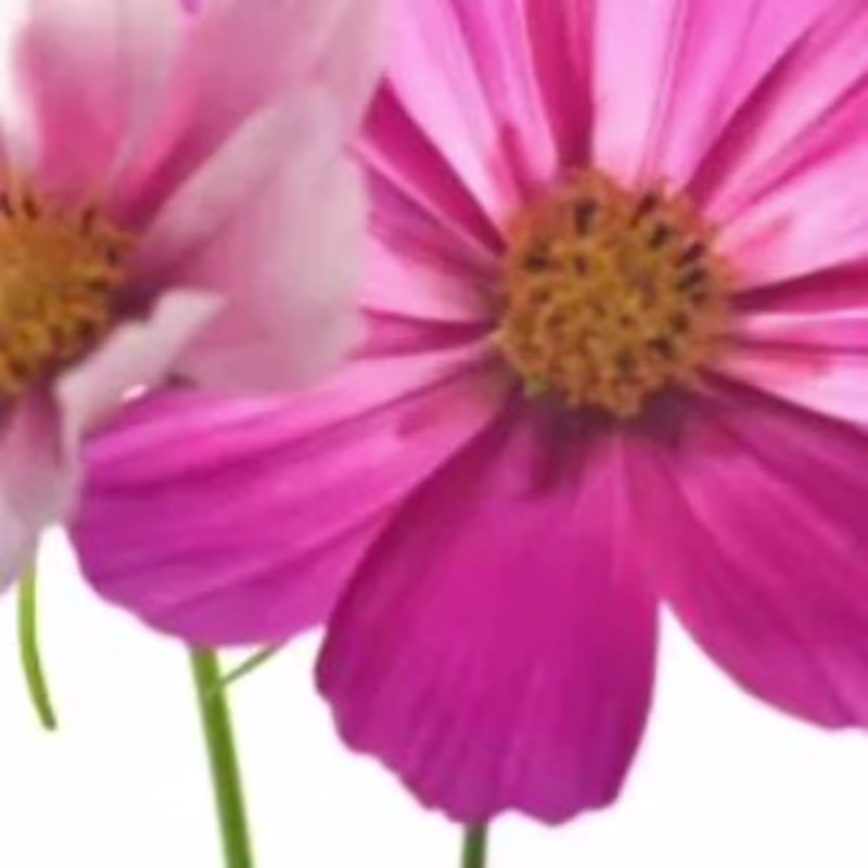 Cover image for iBuyFlowers.com Wholesale Florist on Instagram: “Spring means m…