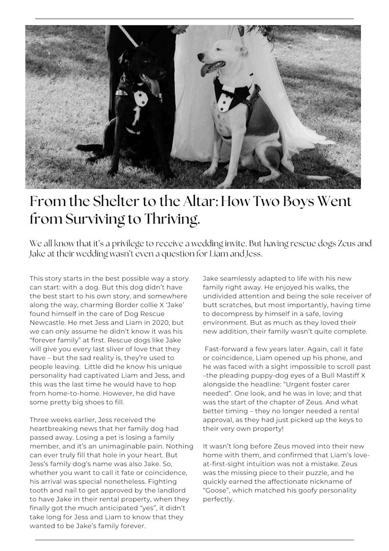 Cover image for Dog Rescue Newcastle - Story 