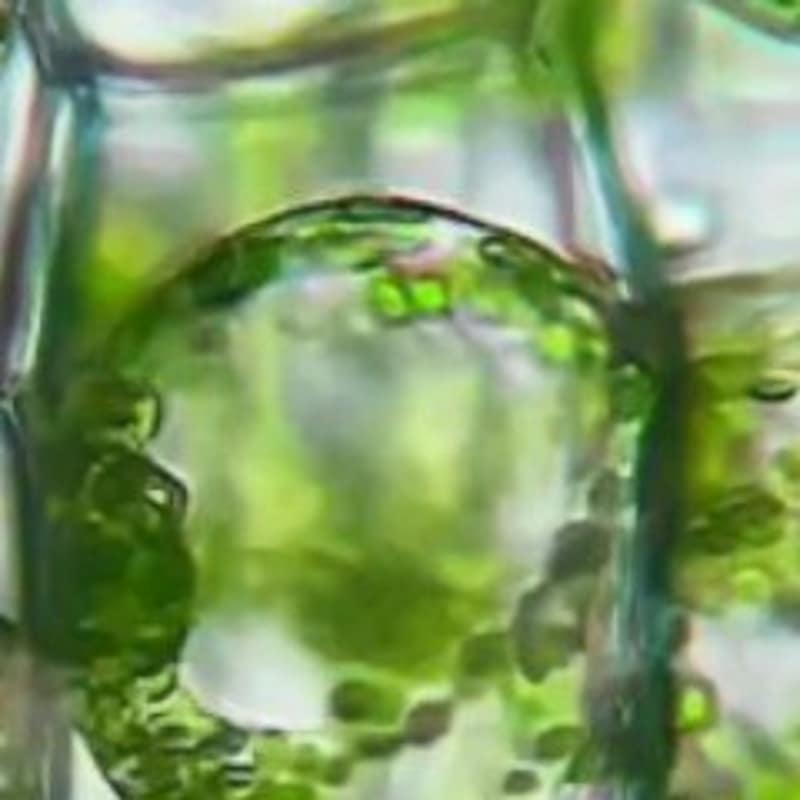 Cover image for Satisfying Science on Instagram: “Plant cells in hypertonic sol…