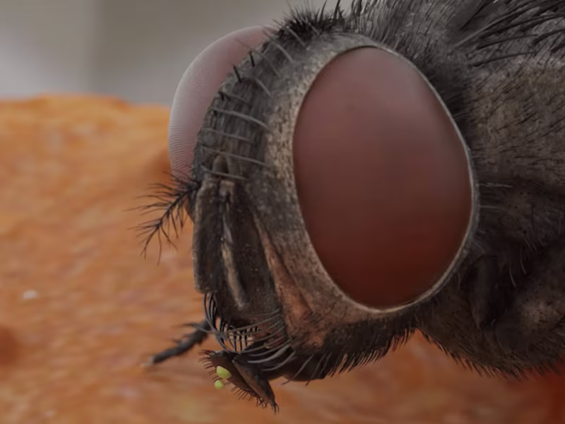 Cover image for Zach D. Films Short