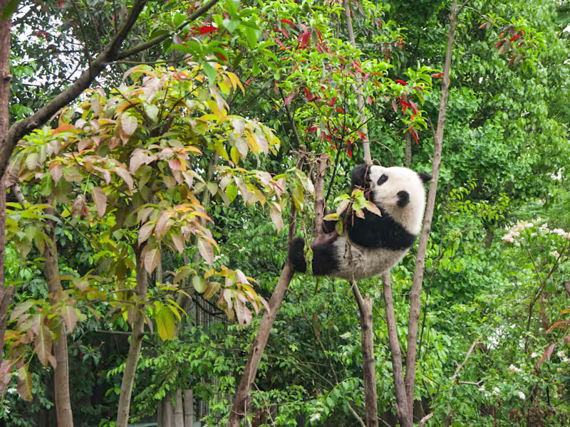 Cover image for Unleashing Panda Power: Data's Role in Writing