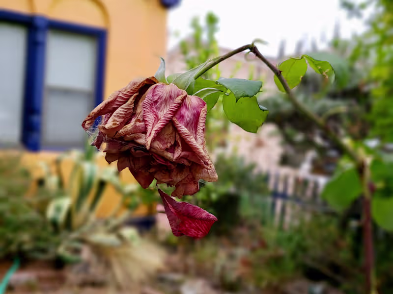 Cover image for Singles