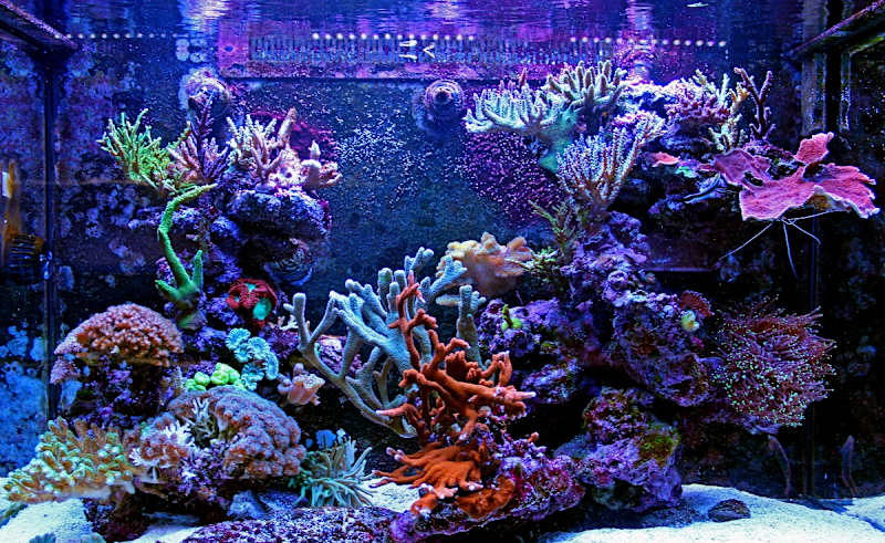 Cover image for Content Writer & Manager @ FantaSEA Aquariums