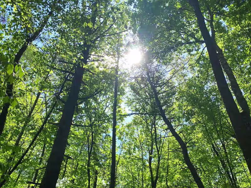 Cover image for Researched SEO Blog Post on Forestry