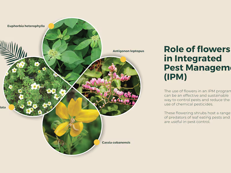 Cover image for Illustrator, Graphic Design for your brands