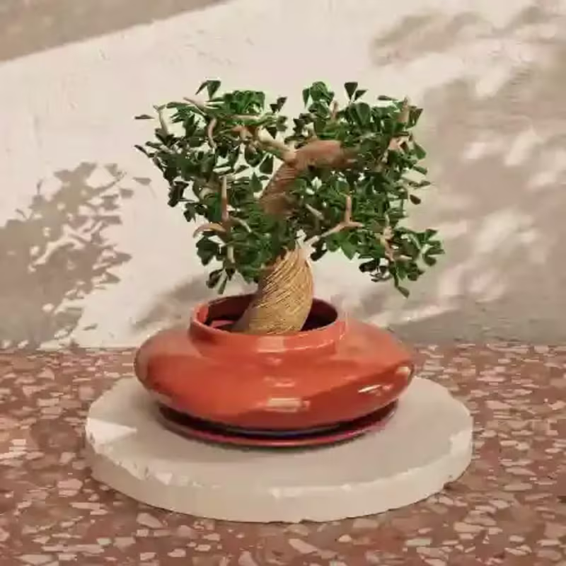 Cover image for 3D Bonsai