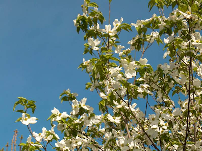 Cover image for Maya’s Nature Portfolio 