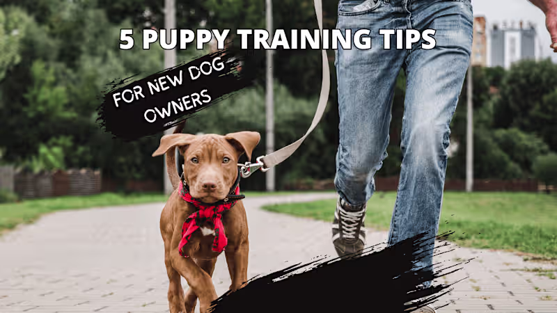 Cover image for 5 Puppy-Training Tips for New Dog Owners