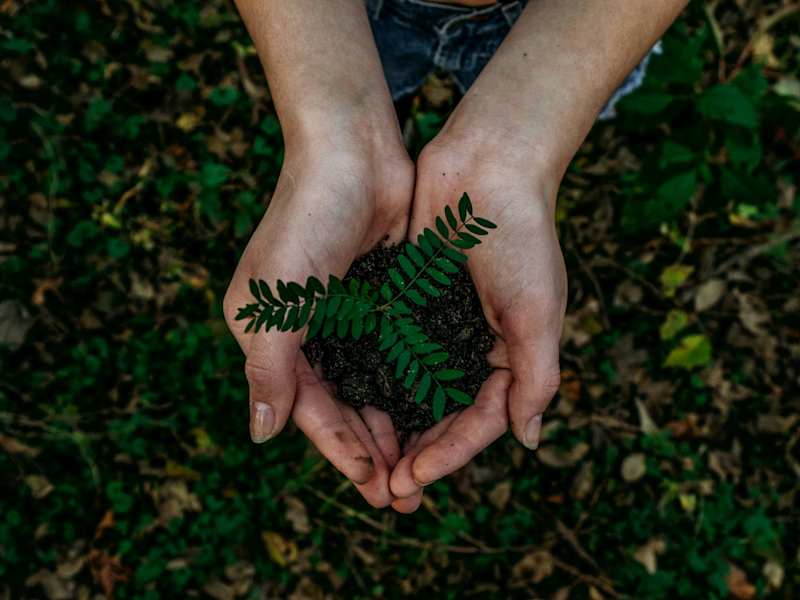 Cover image for Blog Copy: Partnership in Tree Planting