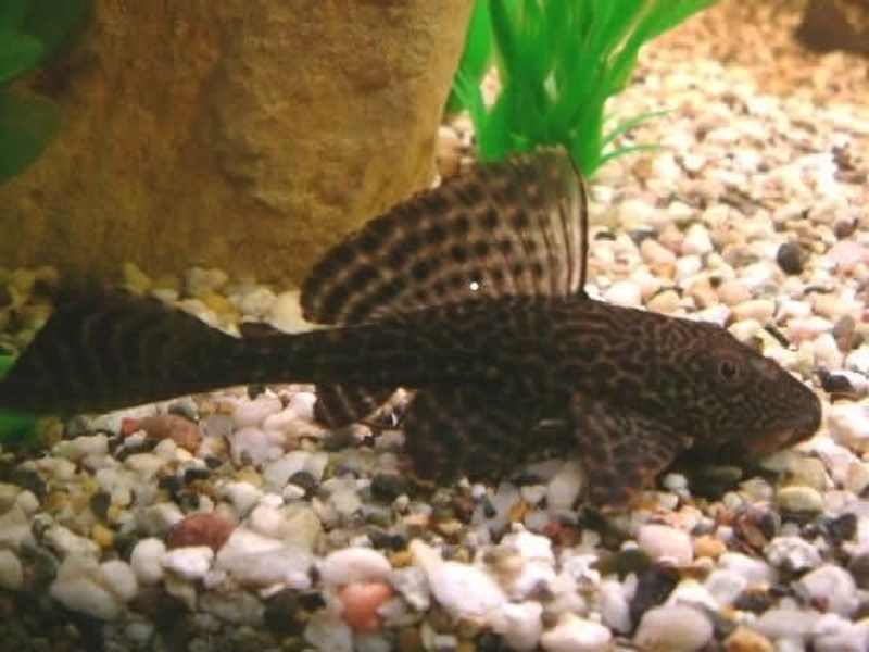 Cover image for What is Sucker Fish
