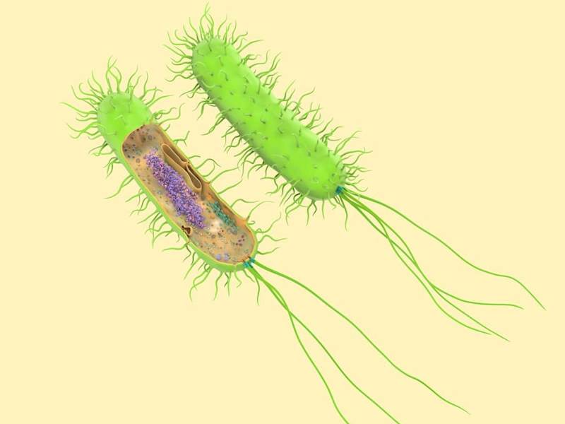Cover image for Prokaryotic Cells: The Building Blocks of Life