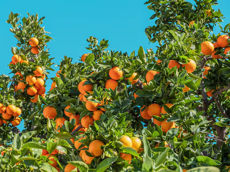 Cover image for Grafting Fruit Trees Blog