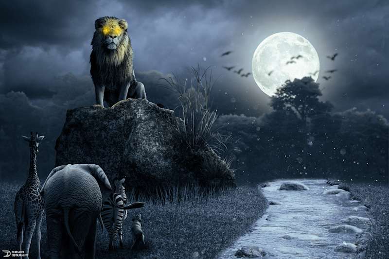 Cover image for Lion poster