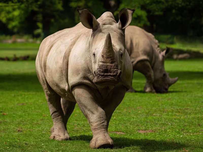 Cover image for Video Editing and Motion Design