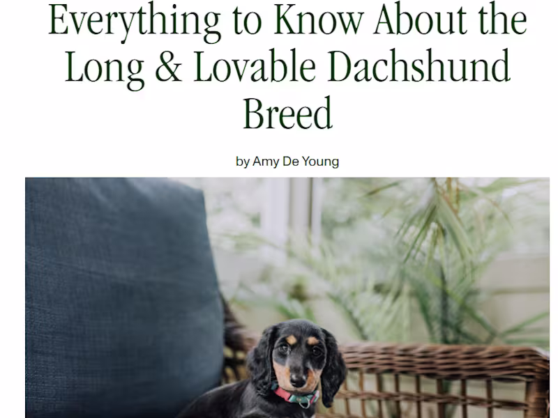 Cover image for Everything to Know About the Long & Lovable Dachshund Breed