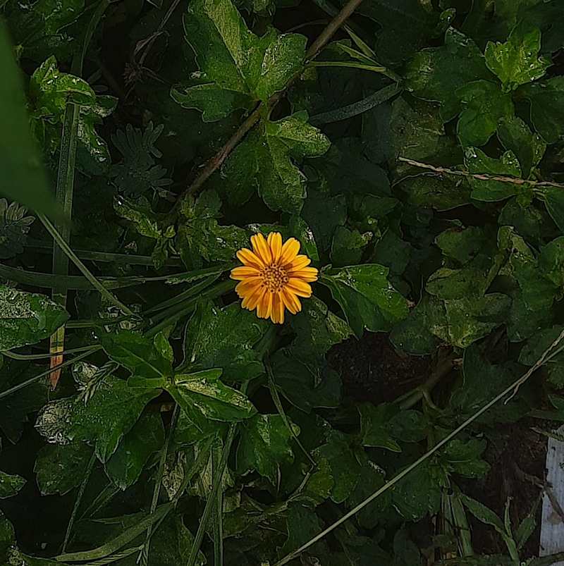 Cover image for Romanticizing Everyday Moments