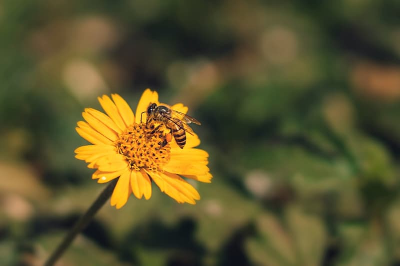 Cover image for Long-form Blog Post: A Beginner’s Guide to Beekeeping