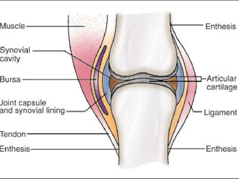 Cover image for Joints - MosiPhysio