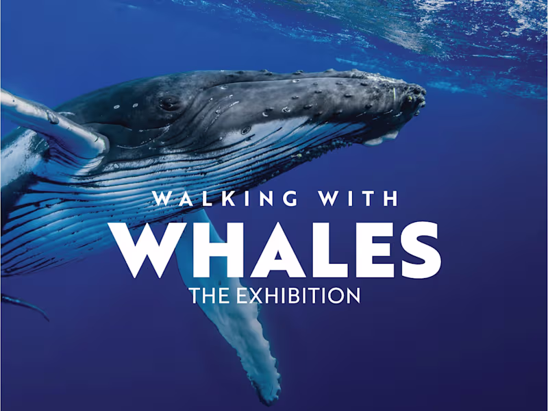 Cover image for Walking with Whales — The Wildflower Press