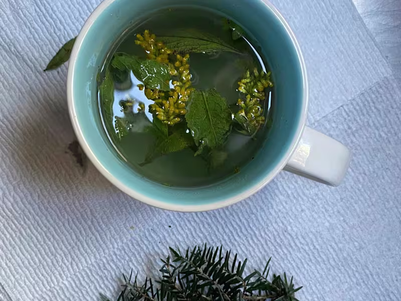 Cover image for Herbalism & Foraging Content