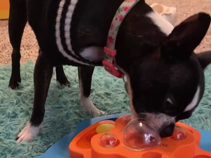 Cover image for Watch this reel by mango_a_doggo on Instagram