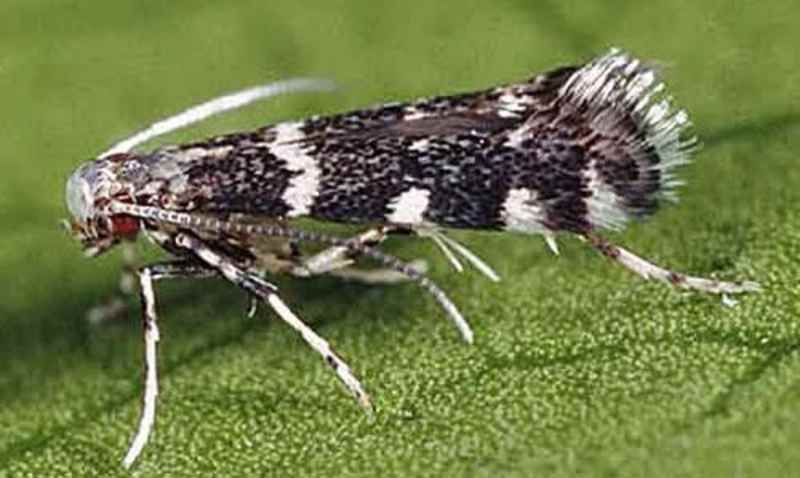 Cover image for Citrus Peelminer, A Pest of Orange Groves