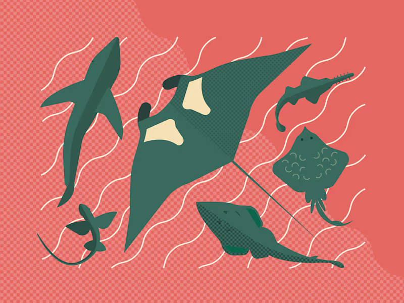 Cover image for IUCN Global Status of Sharks,