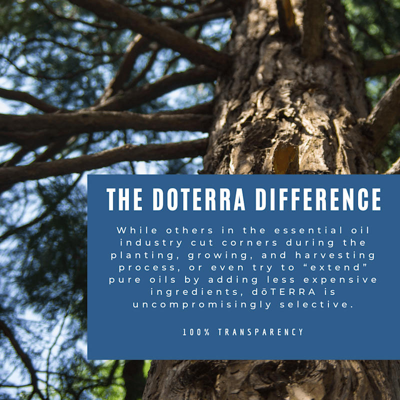 Cover image for The Truth About Essential Oil Purity: Why Quality Matters