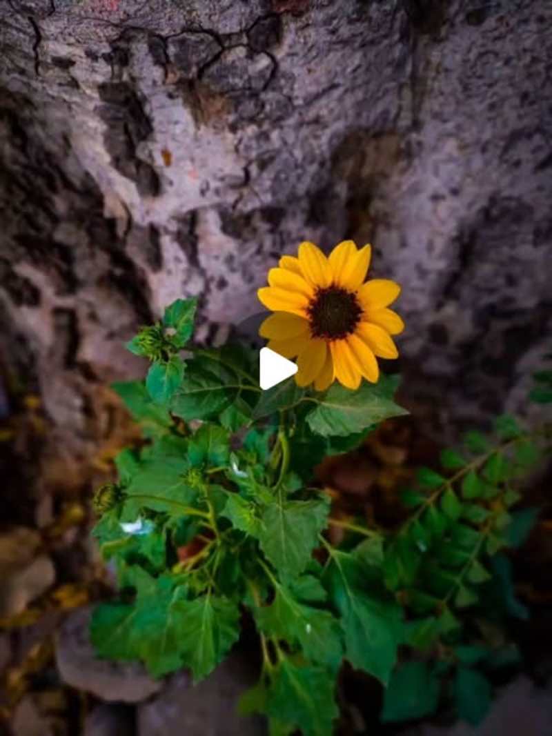 Cover image for Nature and Transition Photography for real_clickgg