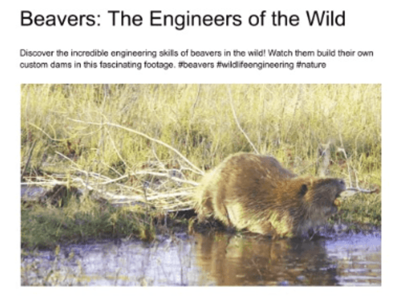 Cover image for Blog About Beavers