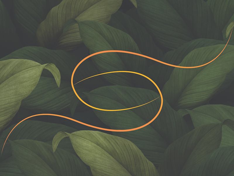 Cover image for Seed To Super