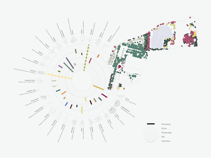Cover image for Visualization of tree species and their blooming periods