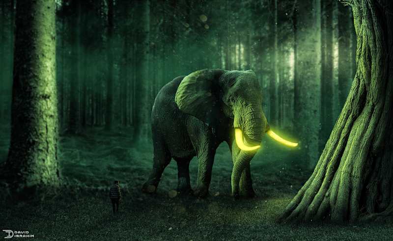 Cover image for Magic Elephant