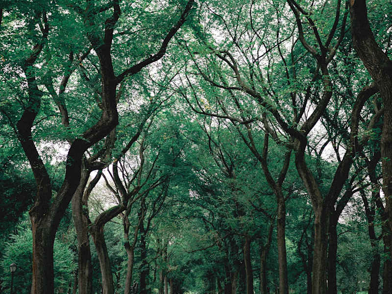 Cover image for The gift of Nature