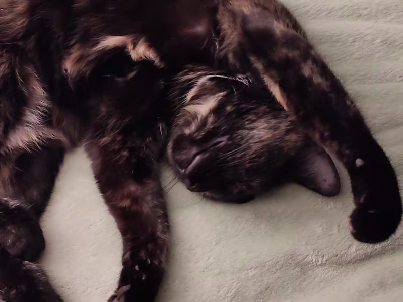 Cover image for Being a cat mom<3