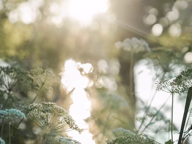 Cover image for Social Media Management