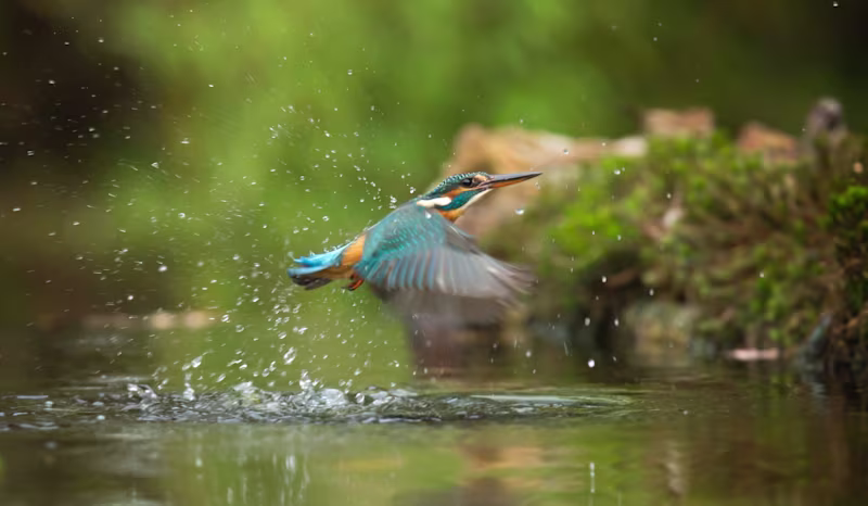 Cover image for International Biodiversity Day