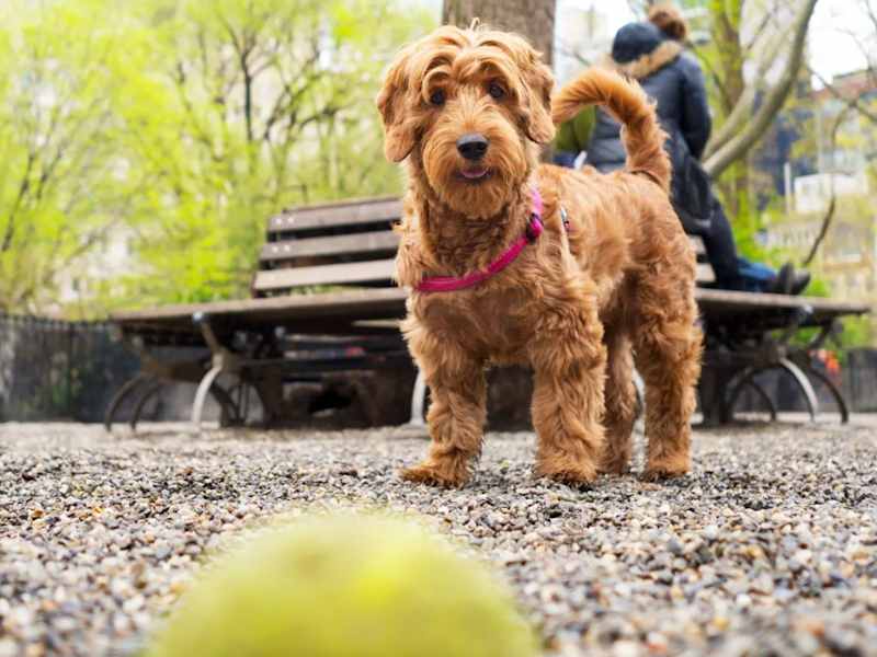 Cover image for Article: 15 Best Dog Parks in New York City