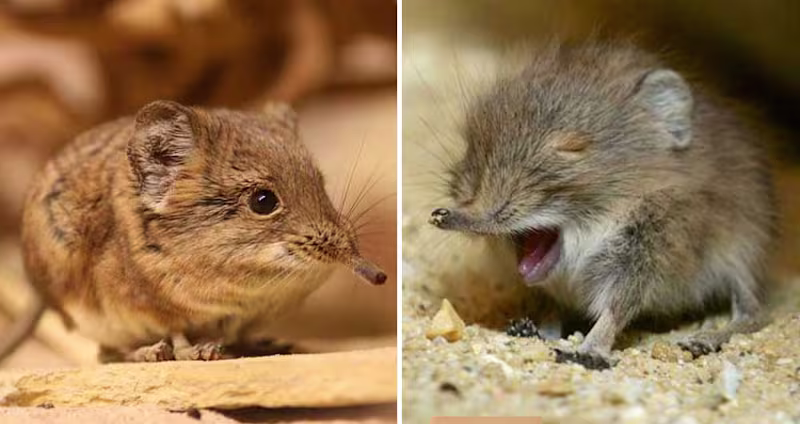 Cover image for Elephant Shrews Have Been Found In Africa After Decades Of Bein…