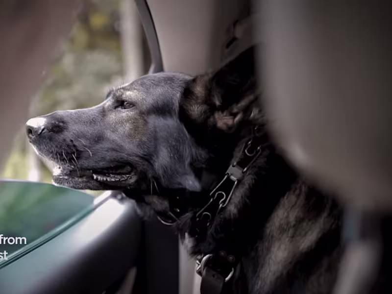 Cover image for Dog Training YouTube Video Script