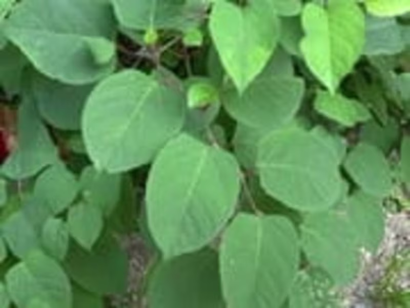 Cover image for Getting into the Weeds