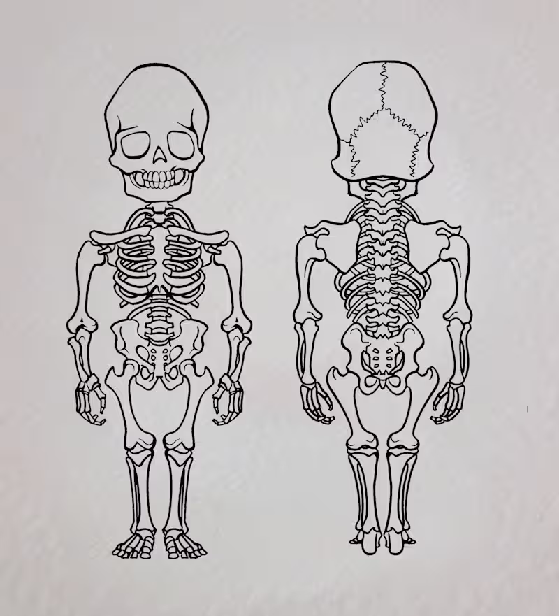 Cover image for Children's Book Illustration - Skeletal System