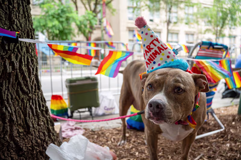 Cover image for ‘Pride is Power’: Thousands gather at Chicago’s 53rd annual Pr..